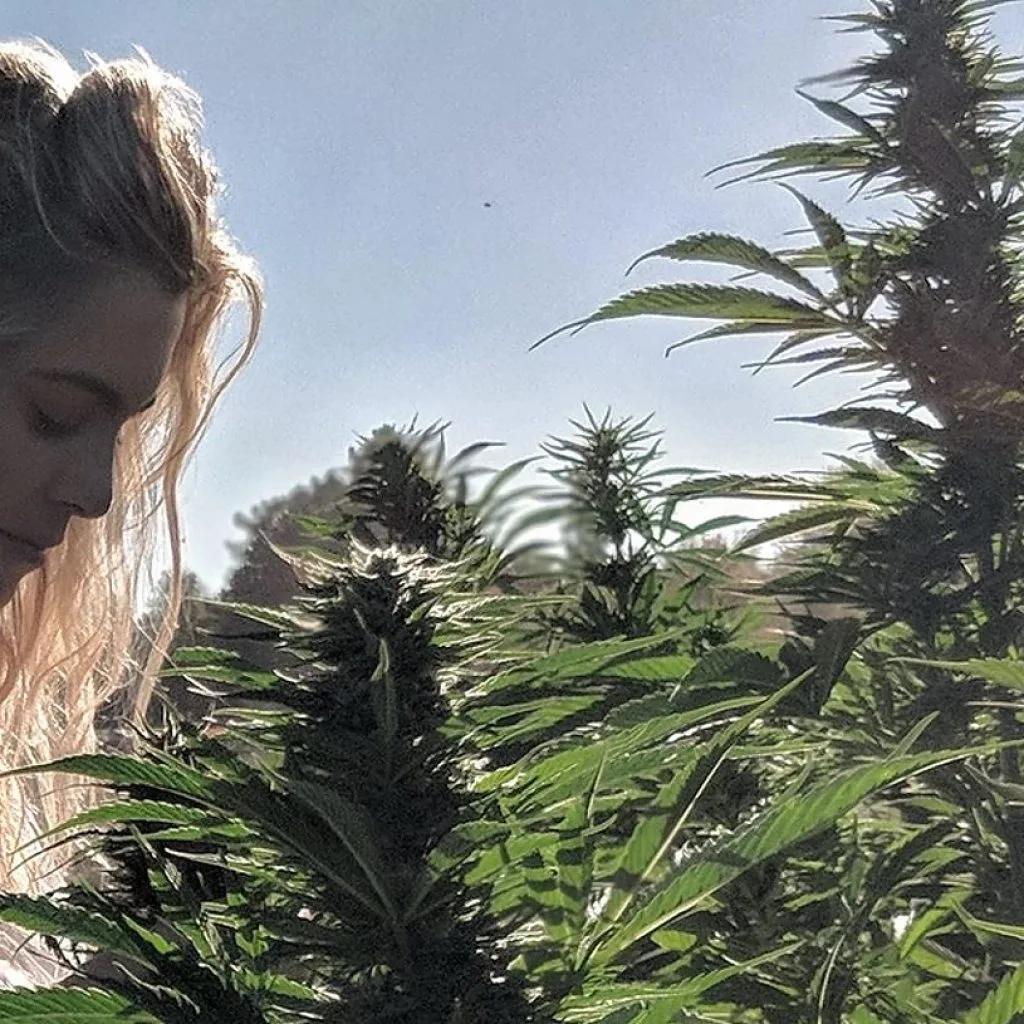 seperating-the-strains cannabis documentaire