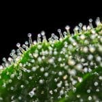 Trichoom CBD, THC trichoom