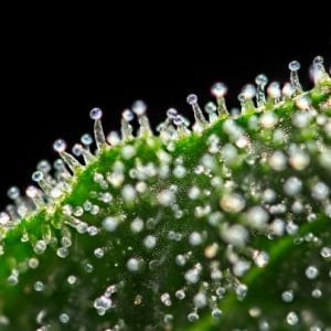 CBD zit als CBD-zuur in trichoom