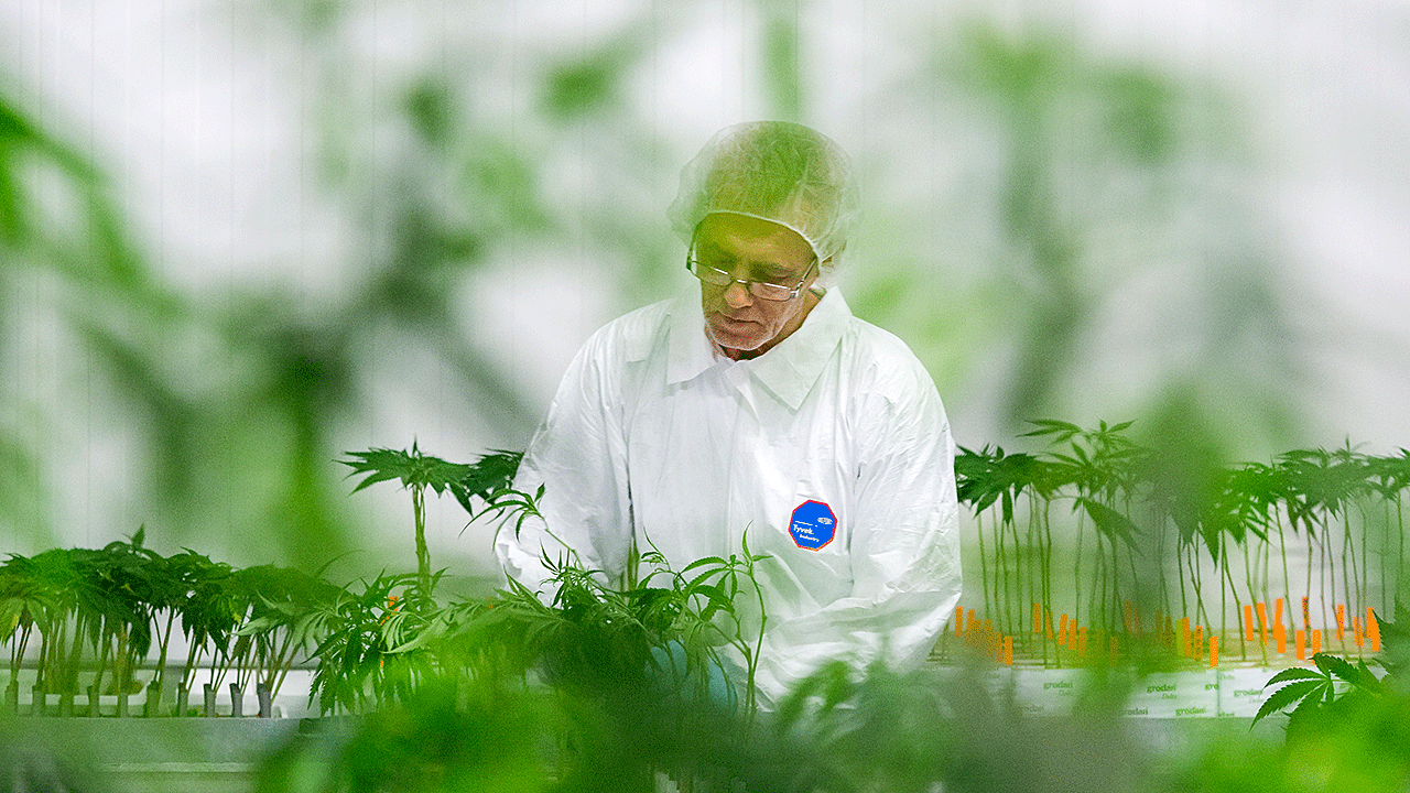 Vegetative Phase Medicinal Cannabis By Bedrocan 20
