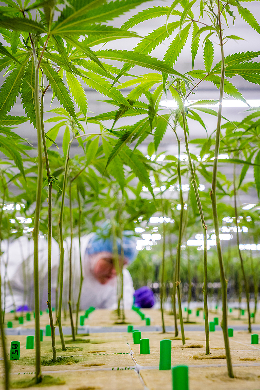 Inspection cannabis plants