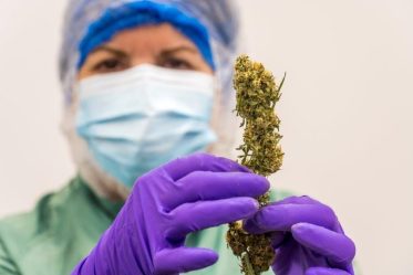 Cannabis medicinale di Bedrocan cannabis medicinale di Bedrocan